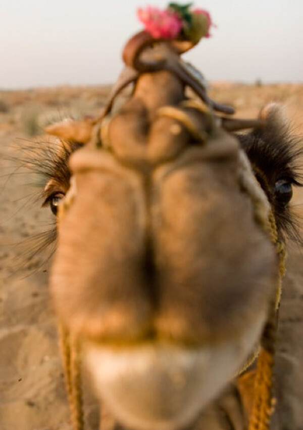 Photo Friday: A Kiss From Rani, the Camel in Rajasthan!